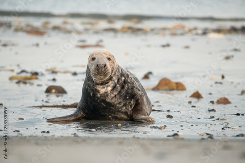 Grey seal seen from the front lying down at the beach looking at the camera