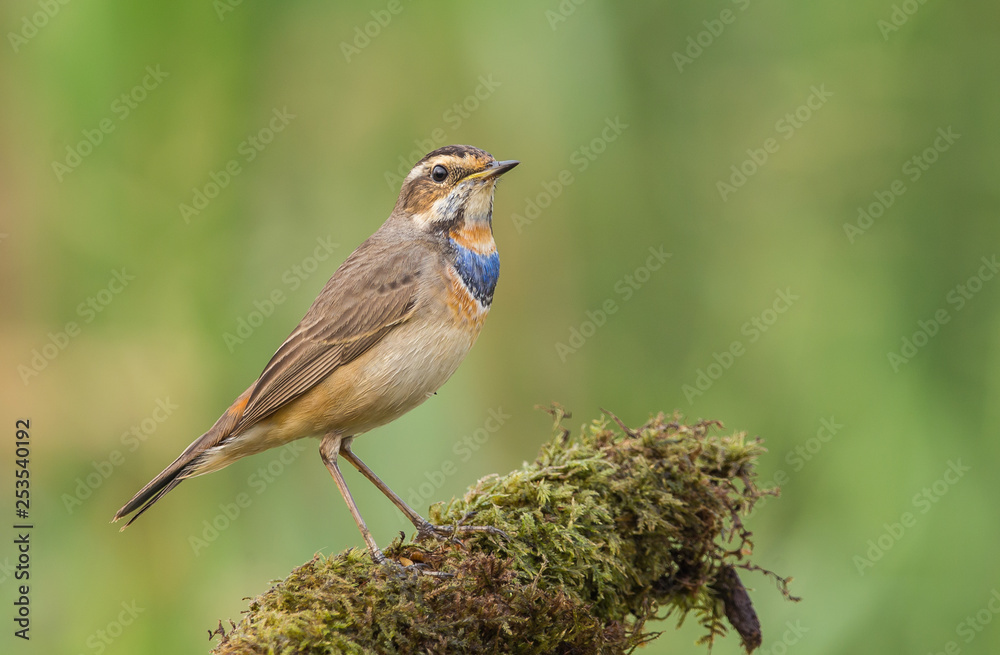 Fototapeta premium Bluethroat ( Luscinia svecica ) on dry branch.