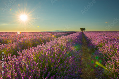 Lavender field with a single tree with sunshine and sun