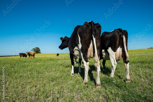 Dairy cow, fed on natural grass in the Argentine Pampas
