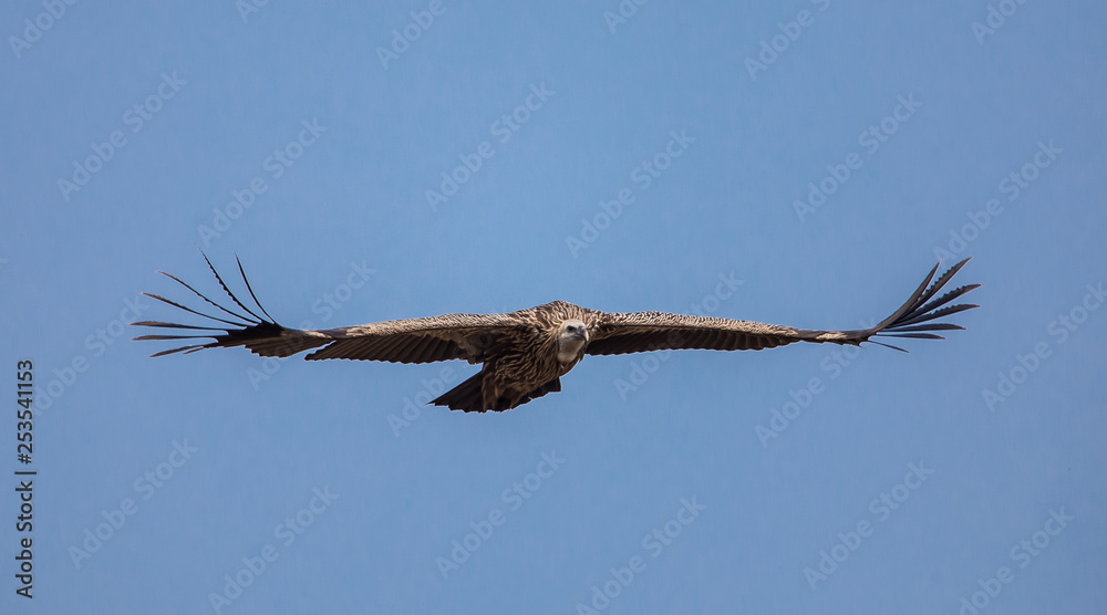 Himalayan griffon vulture (Gyps himalayensis) flying in sky. Himalayan griffon vulture (Gyps himalayensis) flying in sky.