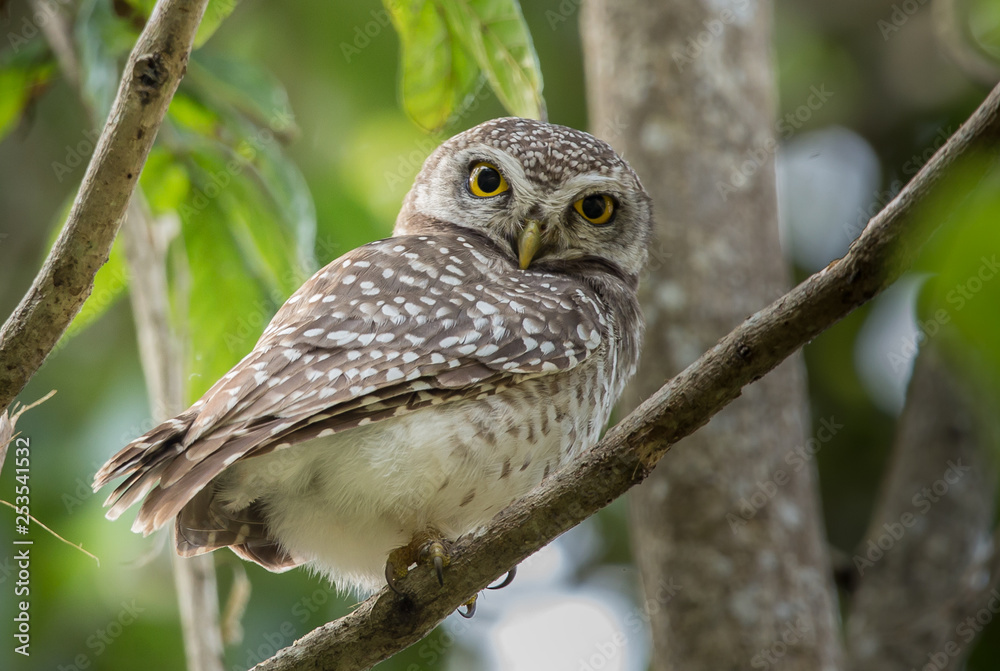 Spotted owlet ( Athene brama) on branch tree. Spotted owlet ( Athene brama) on branch tree.