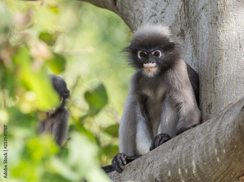 Dusky Langur (Trachypithecus obscurus) Childhood on the tree. Dusky Langur (Trachypithecus obscurus) Childhood on the tree.