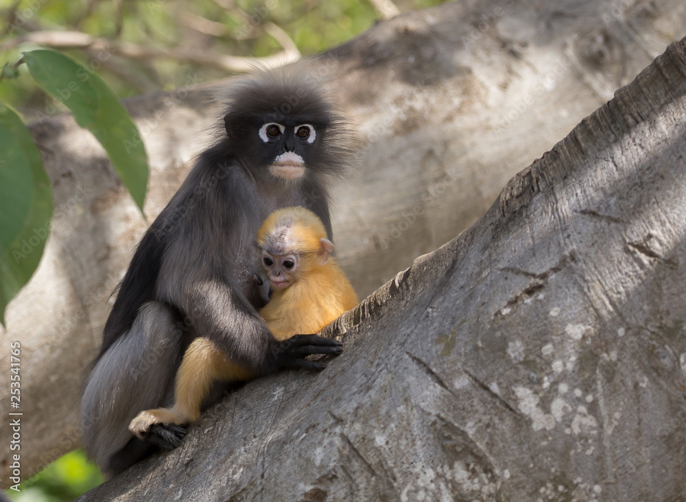 Dusky Langur (Trachypithecus obscurus) Female and baby.