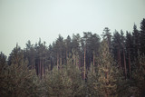 The tops of the trees in the pine forest.