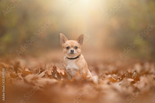 Chihuahua dog sittng in a autumn forest lane with sumbeams