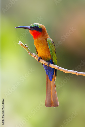 The red-throated bee-eater (Merops bulocki) sitting on the branch with green background. African very colorful bee-eater on a branch of green background.