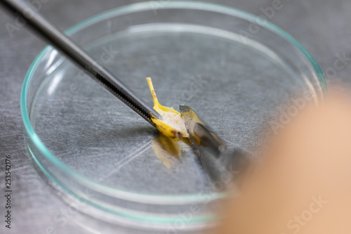 Plant tissue culture techniques in laboratory. photo