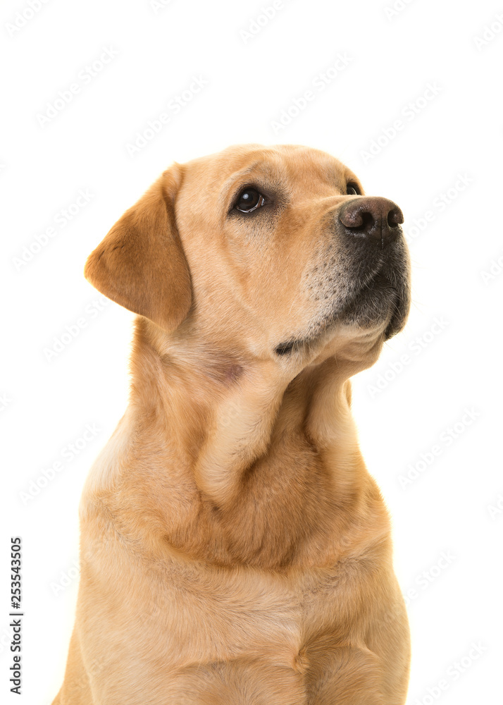 Portrait of a blond labrador dog looking up isolated on a white background