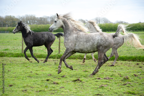 Arabian horses at play in a field © Cece
