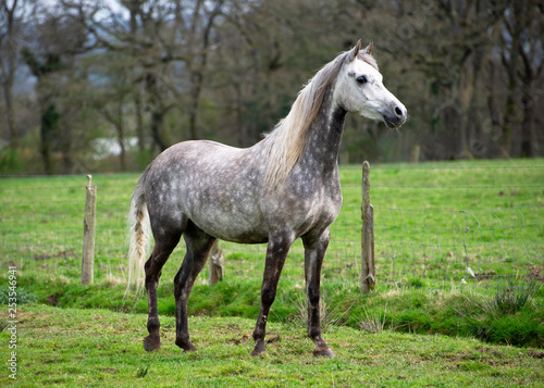 Grey Arabian horse standing on a meadow