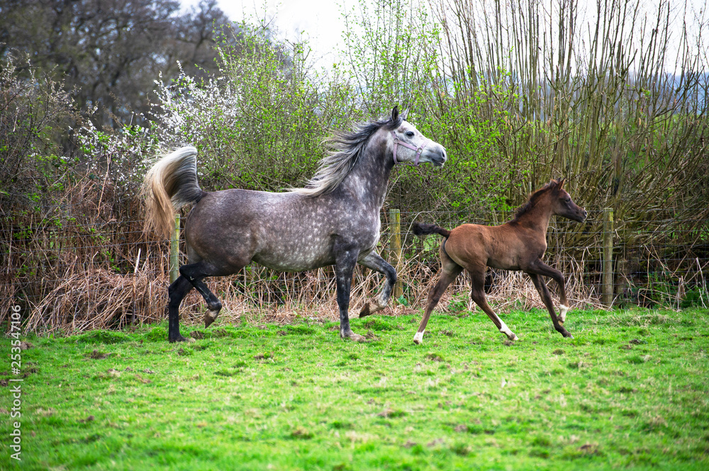 Grey Arabian mare and foal trotting in a field Grey Arabian mare and foal trotting in a field