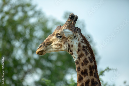 Giraffe in the african savanna