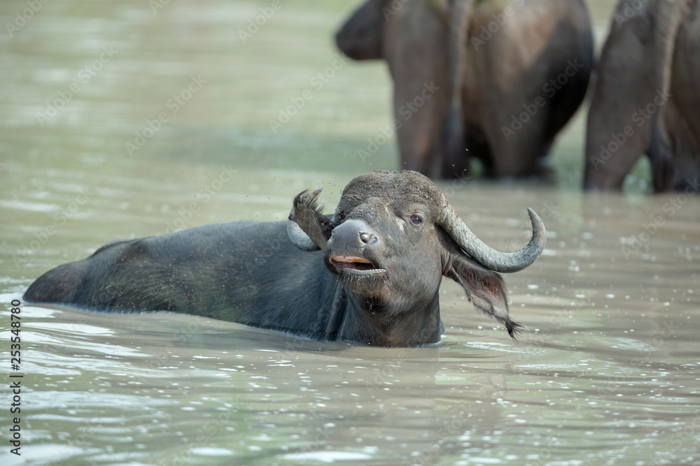A herd of Cape buffalo in and around the water