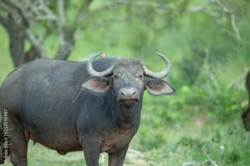 A herd of Cape buffalo in and around the water