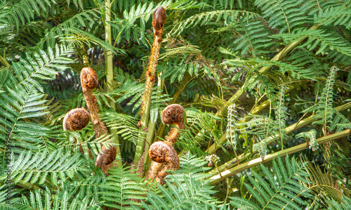 Tree Fern - Australian tree fern photo