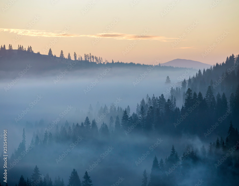 Summer mountain landscape. Morning fog over blue mountain hills covered with dense misty spruce forest on bright pink sky at sunrise copy space background.