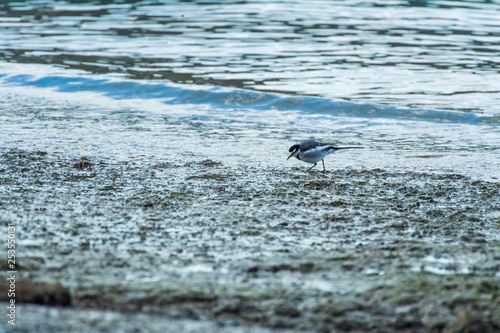 干潟で遊ぶ野鳥