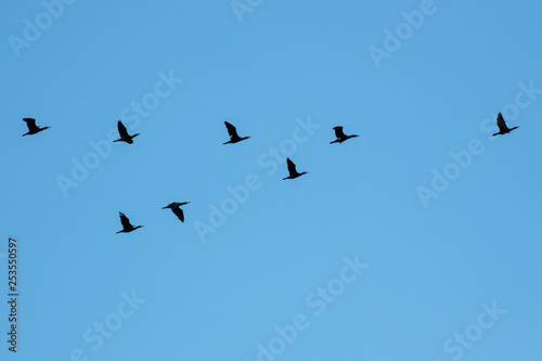 干潟で遊ぶ野鳥