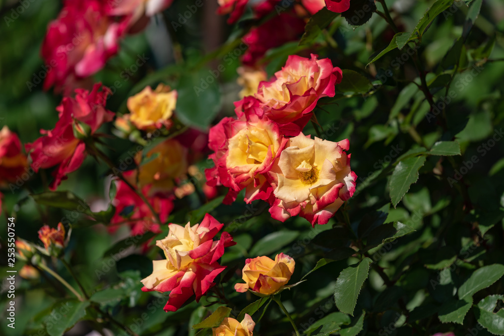 Red and yellow rose flowers, in full bloom