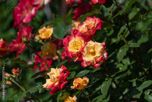 Red and yellow rose flowers  in full bloom