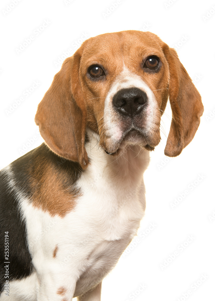 Portait of beagle dog looking away on a white background