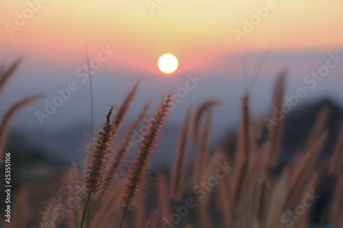 Soft focus of grass flower with sunset at mountain background twilight sky.