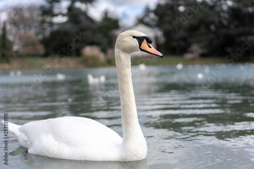 white swan on the lake