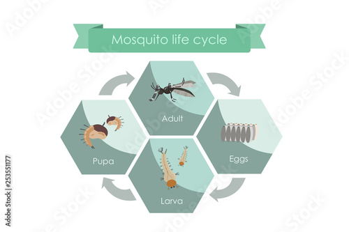 Life cycle of mosquitoes from egg to adult. Display chart showing life cycle of mosquito. photo