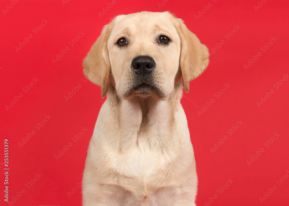 Portrait of a cute labrador retriever puppy on a red background - obrazy, fototapety, plakaty 