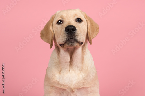 Portrait of a cute labrador retriever puppy on a pink background