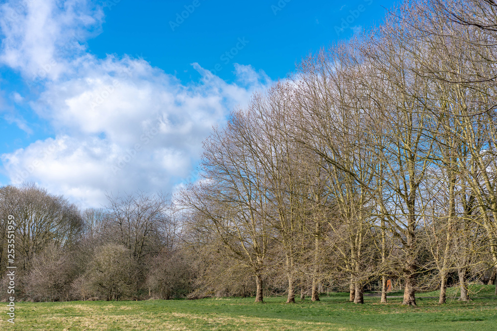 tree in a field