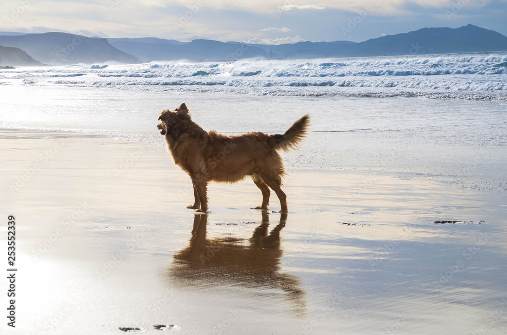 Lovely happy dog enjoying on the beach in an amazing sunset Lovely happy dog enjoying on the beach in an amazing sunset