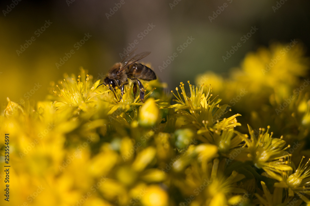 A bee collecting pollen from yellow flowers A bee collecting pollen from yellow flowers
