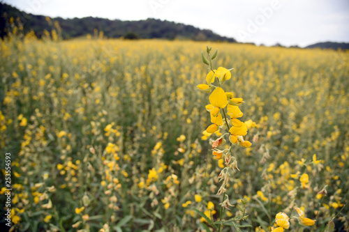 Beautiful yellow flower Sunhemp in nature. Landscape scenery and natural background.