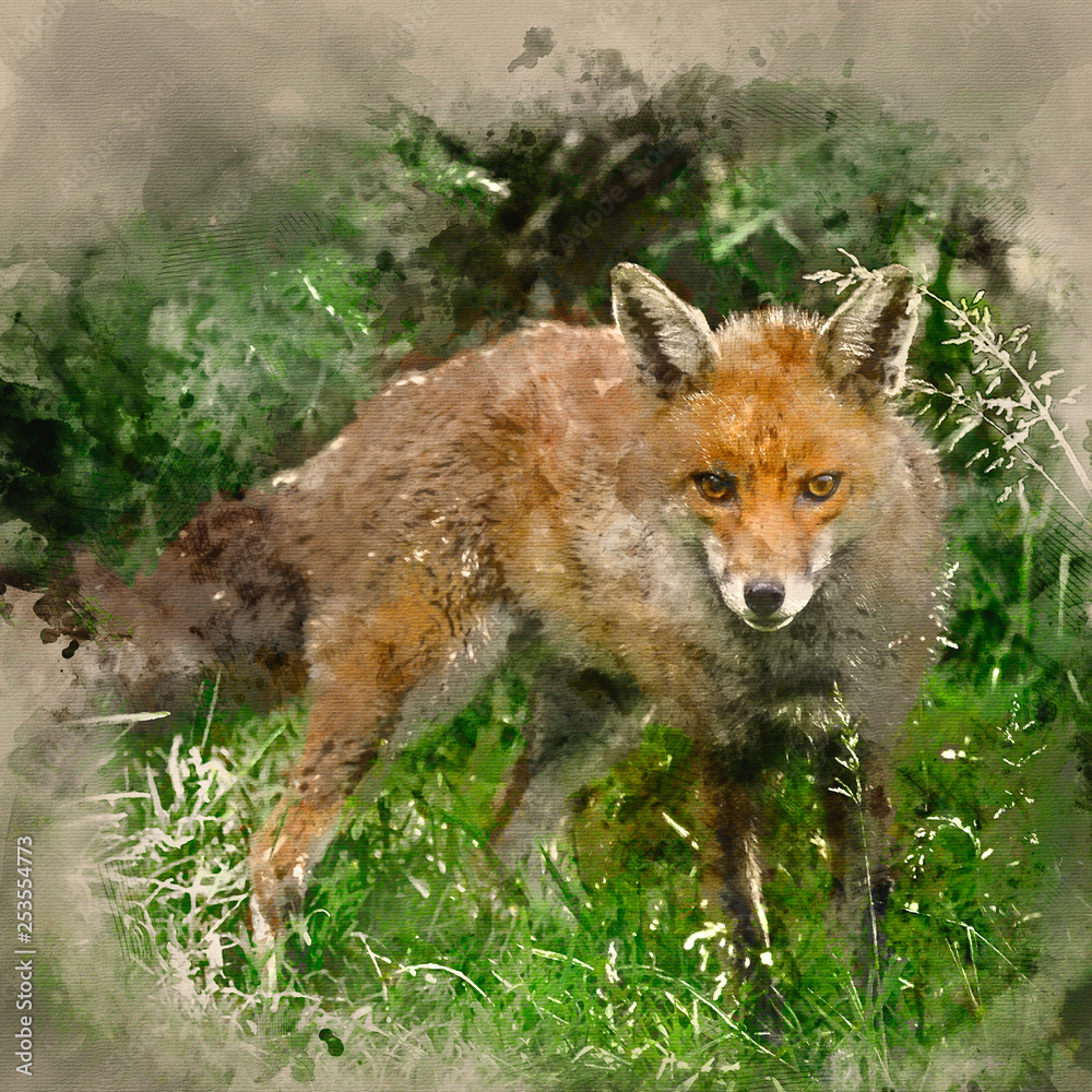 Watercolour painting of Stunning male fox in long lush green grass of Summer field