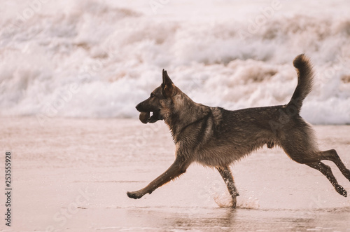  Lovely happy dog ​​running on the beach in an amazing sunset © Iskan