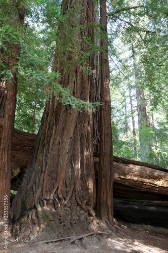 Big Basin Redwoods State Park  CA  USA. 