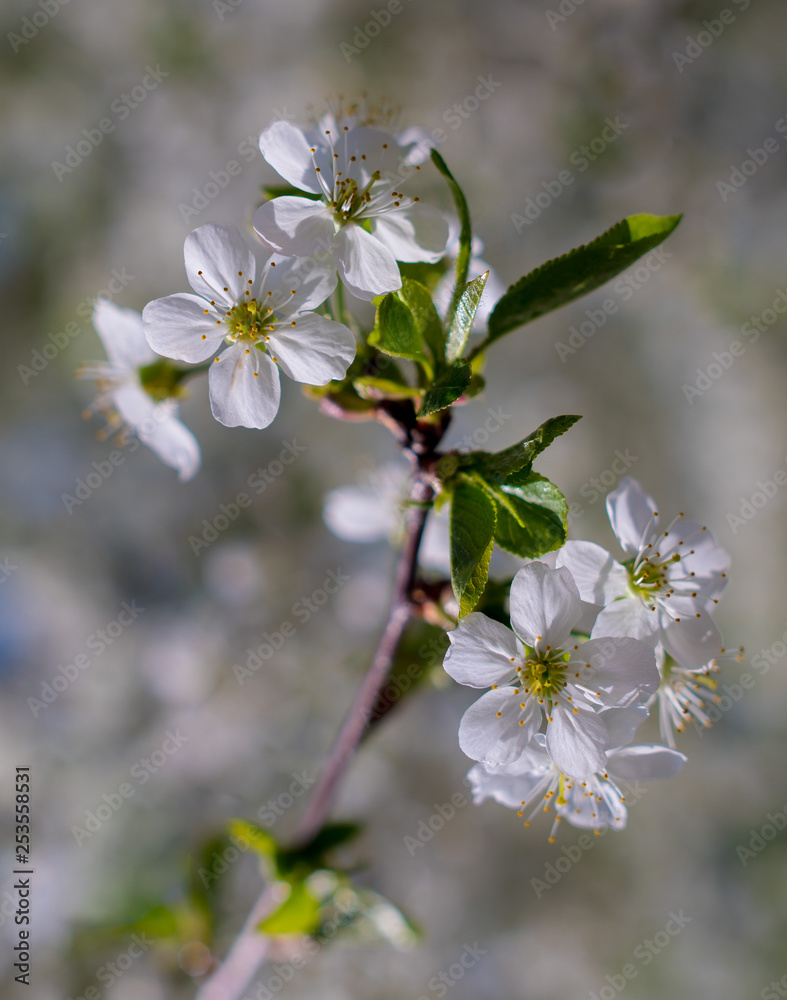 Flowering branches of sweet cherry. Beautiful white flowers are attractive to bees. Flowering branches of sweet cherry. Beautiful white flowers are attractive to bees.