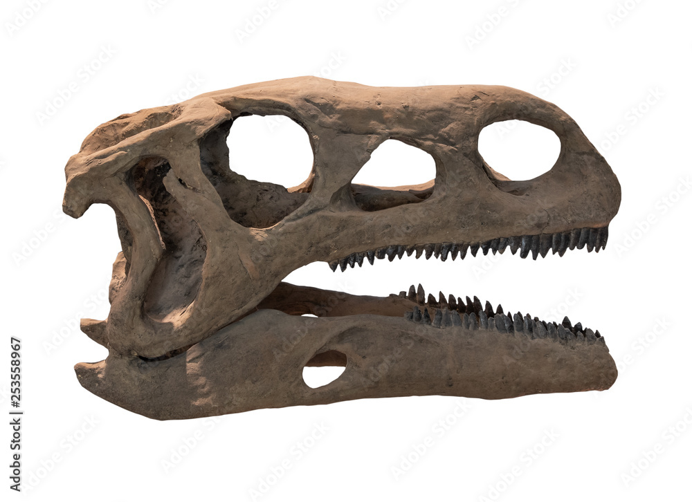 Naklejka premium Szkielet dinozaura na białym tle, na białym tle