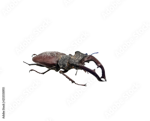Stag beetle on the white background, isolated