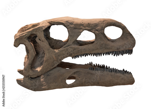 dinosaur skeleton on white background , isolated