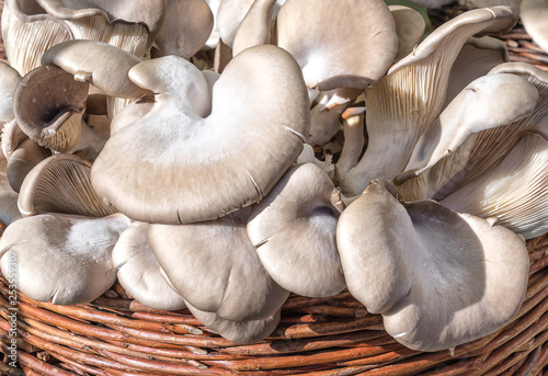 Fresh oyster mushrooms (Pleurotus ostreatus) in wicker basket