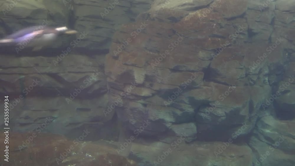 Penguins Swimming Wildlife In Nature Penguins Swimming Wildlife In Nature