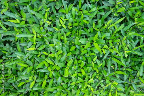Natural green grass turf yard texture background backdrop for environment concept