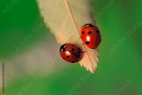 On a small leaf sit two ladybugs on a green background