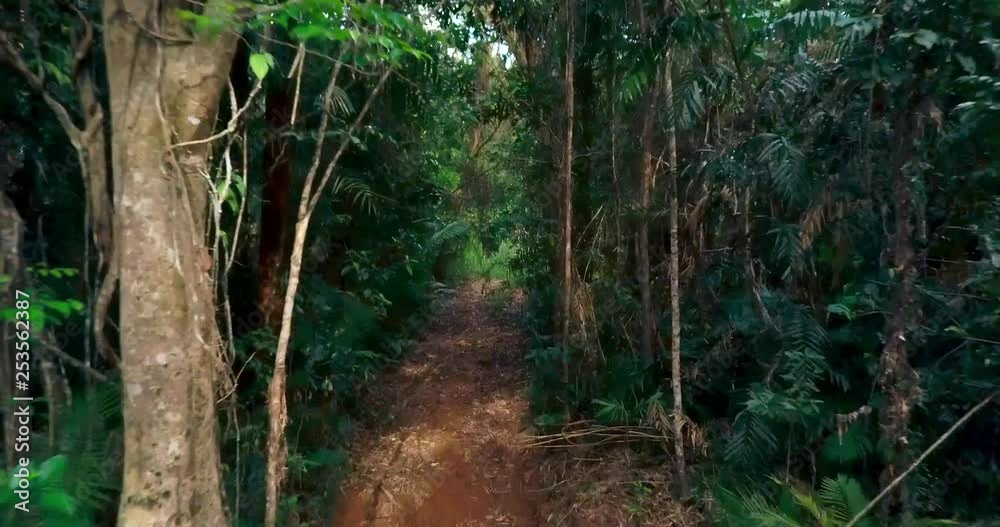 Tracking shot from the river into the rainforest dirt path Tracking shot from the river into the rainforest dirt path