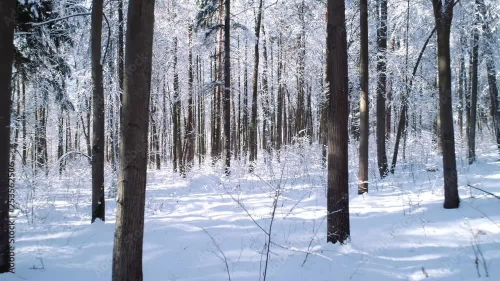 Flying between the trees in snowy forest winter. Flying between the trees in snowy forest winter.