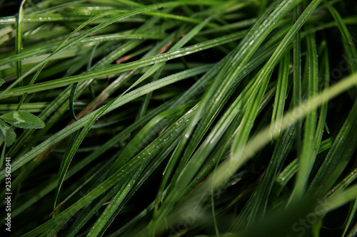 Green grass covered with morning dew. Grass texture.