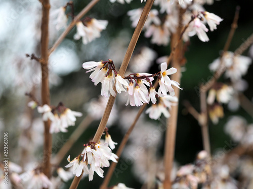 Die Schneeforsythie, Abeliophyllum ist ein wertvoller Frühblüher für Insekten im Garten 